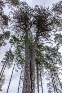 Skogsbruk